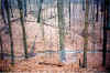 stream1.JPG (45191 bytes)