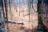 stream2.JPG (44974 bytes)
