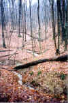 stream3.JPG (47539 bytes)