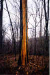 tree1.JPG (40002 bytes)