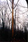 tree2.JPG (38255 bytes)