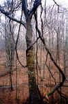 vine.JPG (43255 bytes)